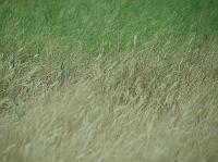 c3062 grass